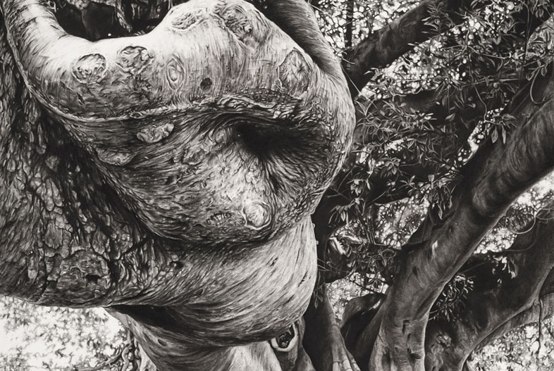 Retrato de gomero (2024). Carbonilla sobre papel maruflado, 200 x 140 cm
