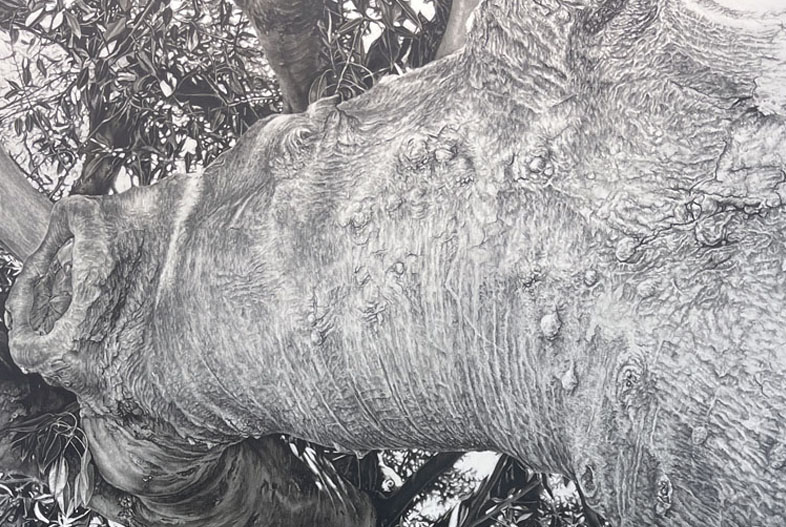 Retrato de gomero (2023). Carbonilla sobre papel maruflado, 200 x 140 cm