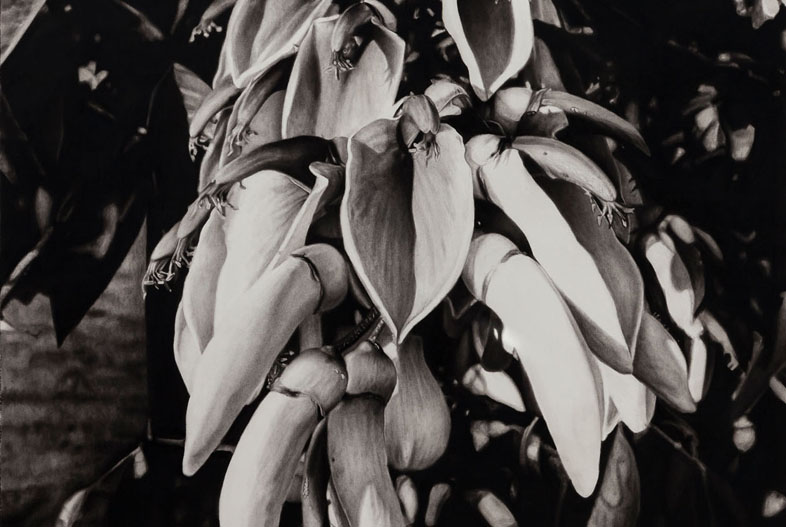 Retrato de ceibo (2021). Carbonilla sobre papel maruflado, 200 x 140 cm
