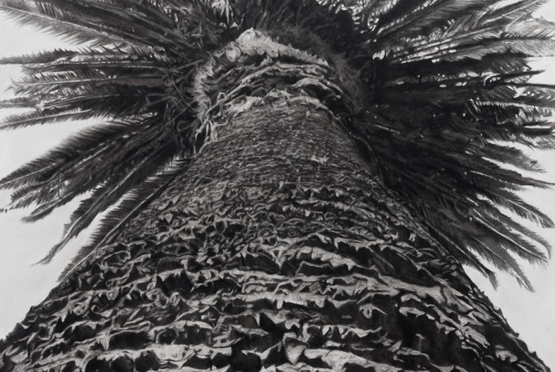 Retrato de palmera (2020). Carbonilla sobre papel maruflado, 140 x 100 cm