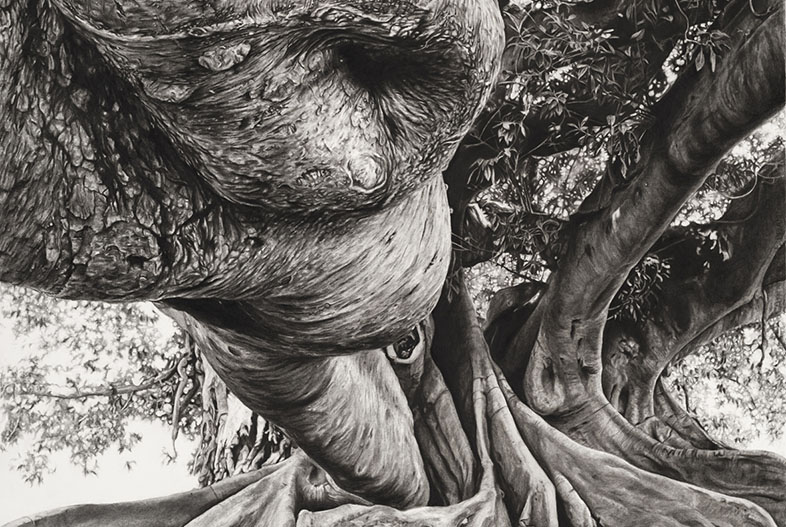 Portrait of gomero tree (2024). Charcoal on marouflage paper, 200 x 140 cm