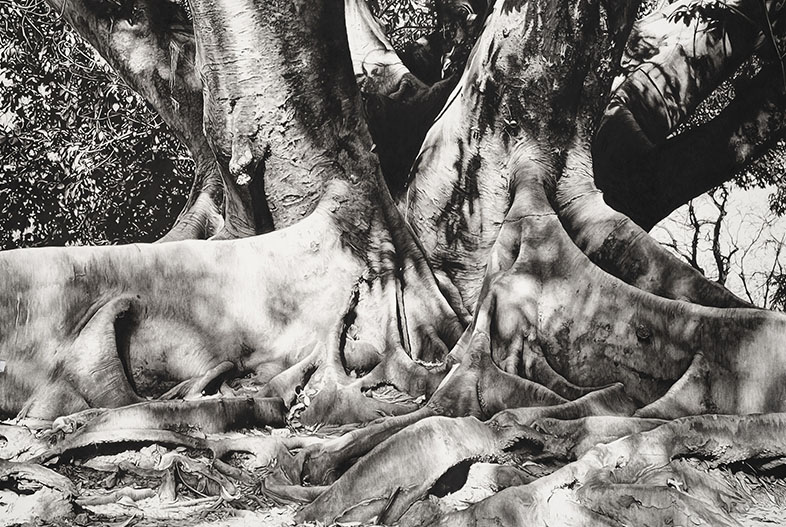 Portrait of gomero tree (2024). Charcoal on marouflage paper, 140 x 200 cm